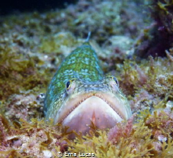 The atlantic lizardfish, el lagarto, lying in wait . Comm... by Erna Lucas 